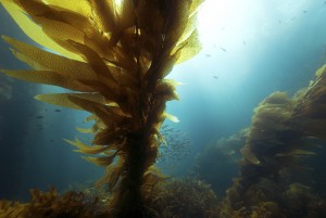Бурые морские водоросли